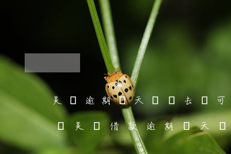 美團逾期兩天還進去還可以繼續(xù)借嗎，美團借款逾期兩天還款后，還能再次申請借款嗎？